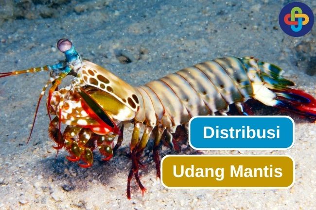 Menjelajahi Jauhnya Distribusi Udang Mantis